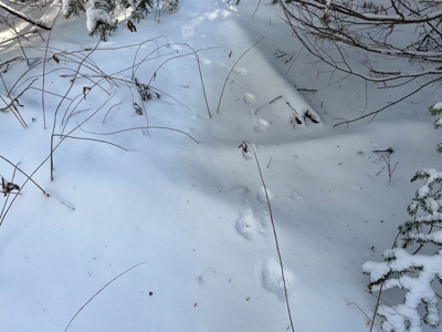 Land For Sale - image 2