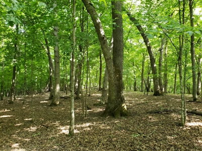 For Sale: Country Waterfront Home, Trout Stream & Woods - image 33