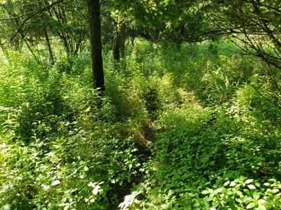 For Sale: Country Waterfront Home, Trout Stream & Woods - image 30