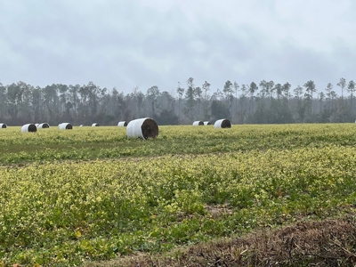 Land For Sale in Jackson County, Florida - image 17