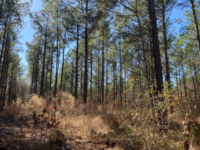 Land for Sale for sale in Gilmer, Texas - image 16