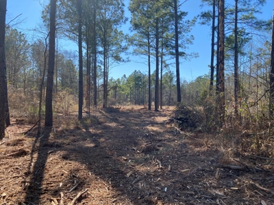 Land for Sale for sale in Gilmer, Texas - image 14