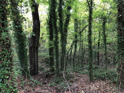 Investment Opportunity In Clarksville, VA - image 8