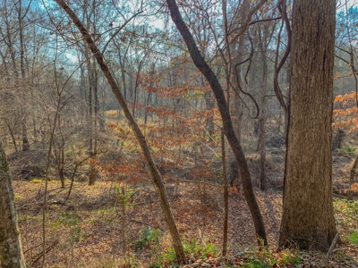 Hunting Land and Camp for Sale in Claiborne County, MS - image 23