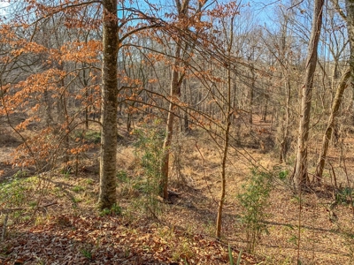 Hunting Land and Camp for Sale in Claiborne County, MS - image 25