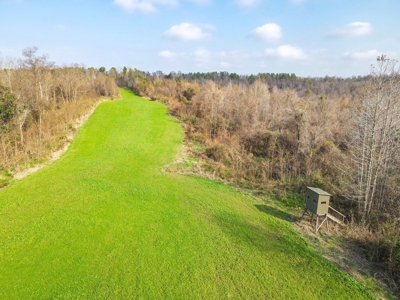 Hunting Land and Camp for Sale in Claiborne County, MS - image 9