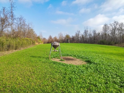 Hunting Land and Camp for Sale in Claiborne County, MS - image 4