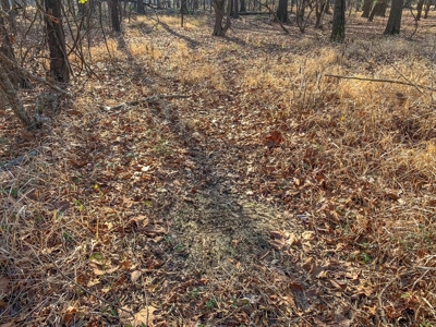 Hunting Land and Camp for Sale in Claiborne County, MS - image 24