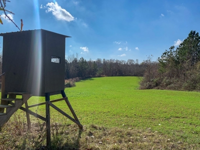 Hunting Land and Camp for Sale in Claiborne County, MS - image 5