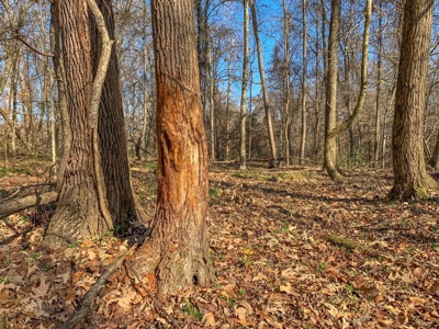 Hunting Land and Camp for Sale in Claiborne County, MS - image 7