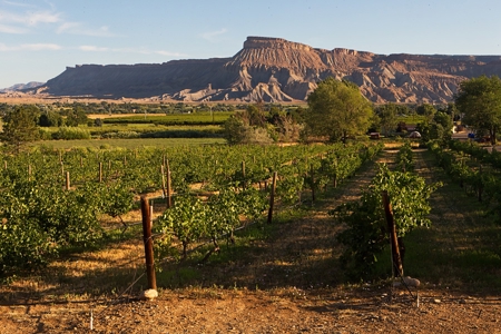 Colorado Cellars - Colorado's Oldest Winery For Sale - image 5
