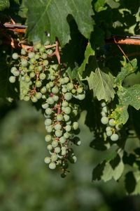 Colorado Cellars - Colorado's Oldest Winery For Sale - image 4