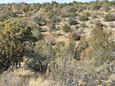 Hunters' Delight - Cabin in the Woods - Elk, Deer, Antelope - image 3