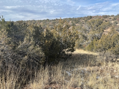 Hunters' Delight - Cabin in the Woods - Elk, Deer, Antelope - image 5
