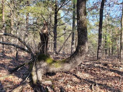 Kiamichi Mountain Recreational Property - National Forest - image 8