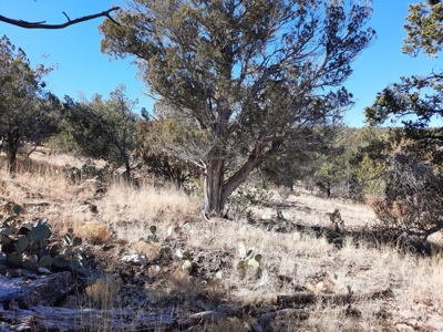 Remote 16.7 off grid acres backs state land - image 17