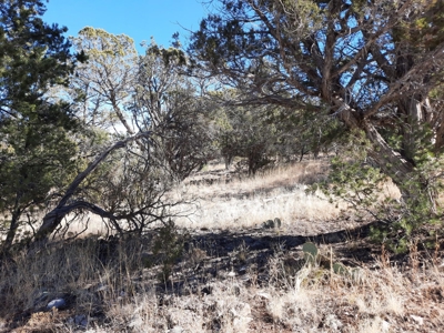 Remote 16.7 off grid acres backs state land - image 18
