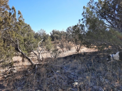 Remote 16.7 off grid acres backs state land - image 11