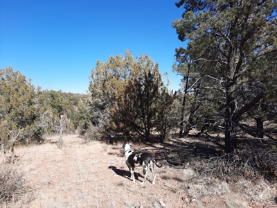 Remote 16.7 off grid acres backs state land - image 22