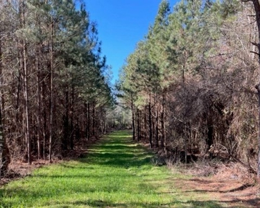 336 Acres Deer and Turkey Hunting Land Copiah County, MS - image 2