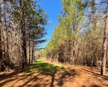 336 Acres Deer and Turkey Hunting Land Copiah County, MS - image 10