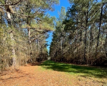336 Acres Deer and Turkey Hunting Land Copiah County, MS - image 7