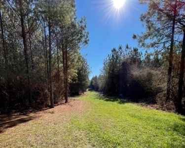 336 Acres Deer and Turkey Hunting Land Copiah County, MS - image 4