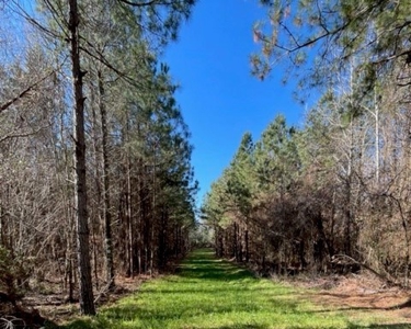 336 Acres Deer and Turkey Hunting Land Copiah County, MS - image 3