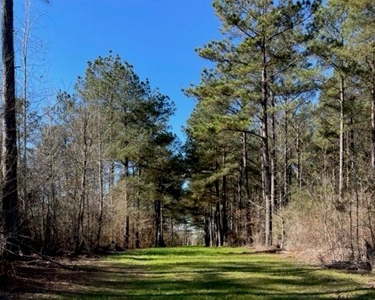 336 Acres Deer and Turkey Hunting Land Copiah County, MS - image 23