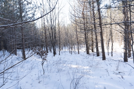 Juneau County 80 Acres Timber tract - image 4