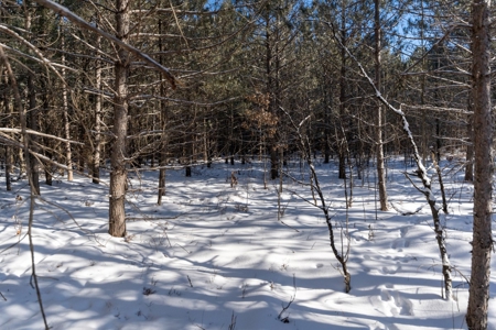Juneau County 80 Acres Timber tract - image 10