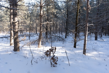 Juneau County 80 Acres Timber tract - image 5