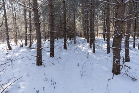 Juneau County 80 Acres Timber tract - image 1