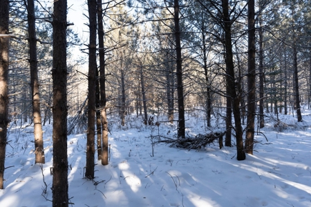 Juneau County 80 Acres Timber tract - image 6