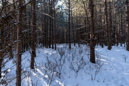 Juneau County 80 Acres Timber tract - image 8