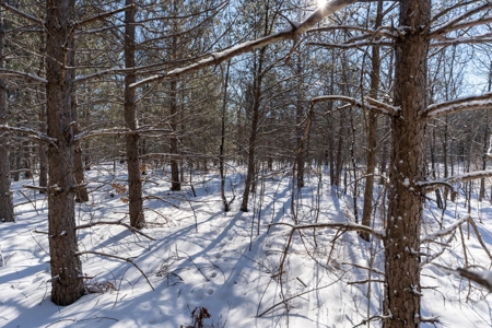 Juneau County 80 Acres Timber tract - image 11
