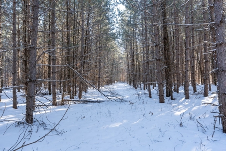 Juneau County 80 Acres Timber tract - image 13