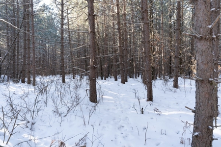 Juneau County 80 Acres Timber tract - image 7