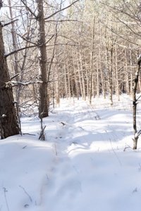 Juneau County 80 Acres Timber tract - image 3