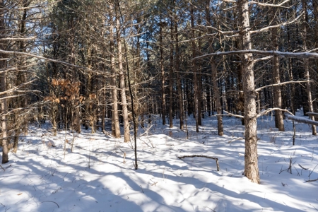 Juneau County 80 Acres Timber tract - image 12
