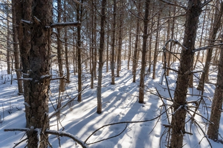 Juneau County 80 Acre Parcel - image 6