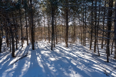 Juneau County 80 Acre Parcel - image 1