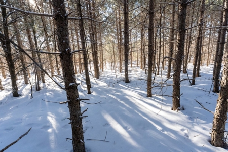 Juneau County 80 Acre Parcel - image 4