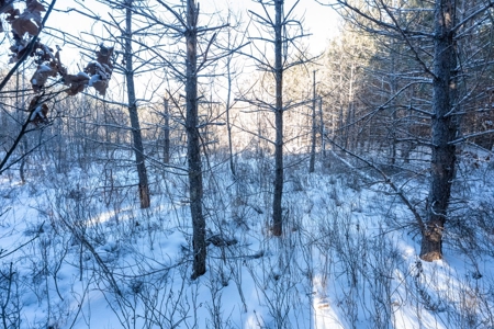 Juneau County 80 Acre Parcel - image 8