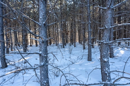 Juneau County 80 Acre Parcel - image 10
