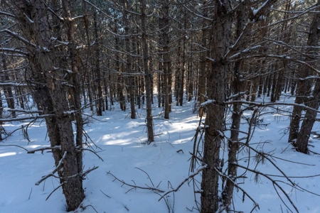 Juneau County 80 Acre Parcel - image 7