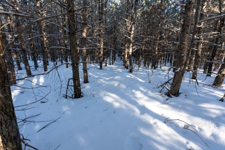 Juneau County 80 Acre Parcel - image 3