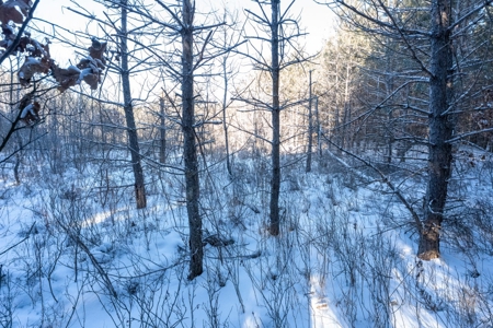 Juneau County 80 Acre Parcel - image 9