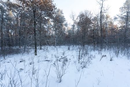 80 Acres of Juneau County Timber Land - image 7