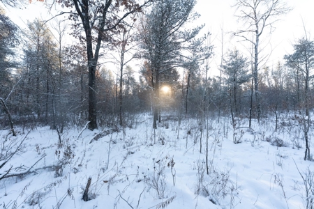 80 Acres of Juneau County Timber Land - image 6